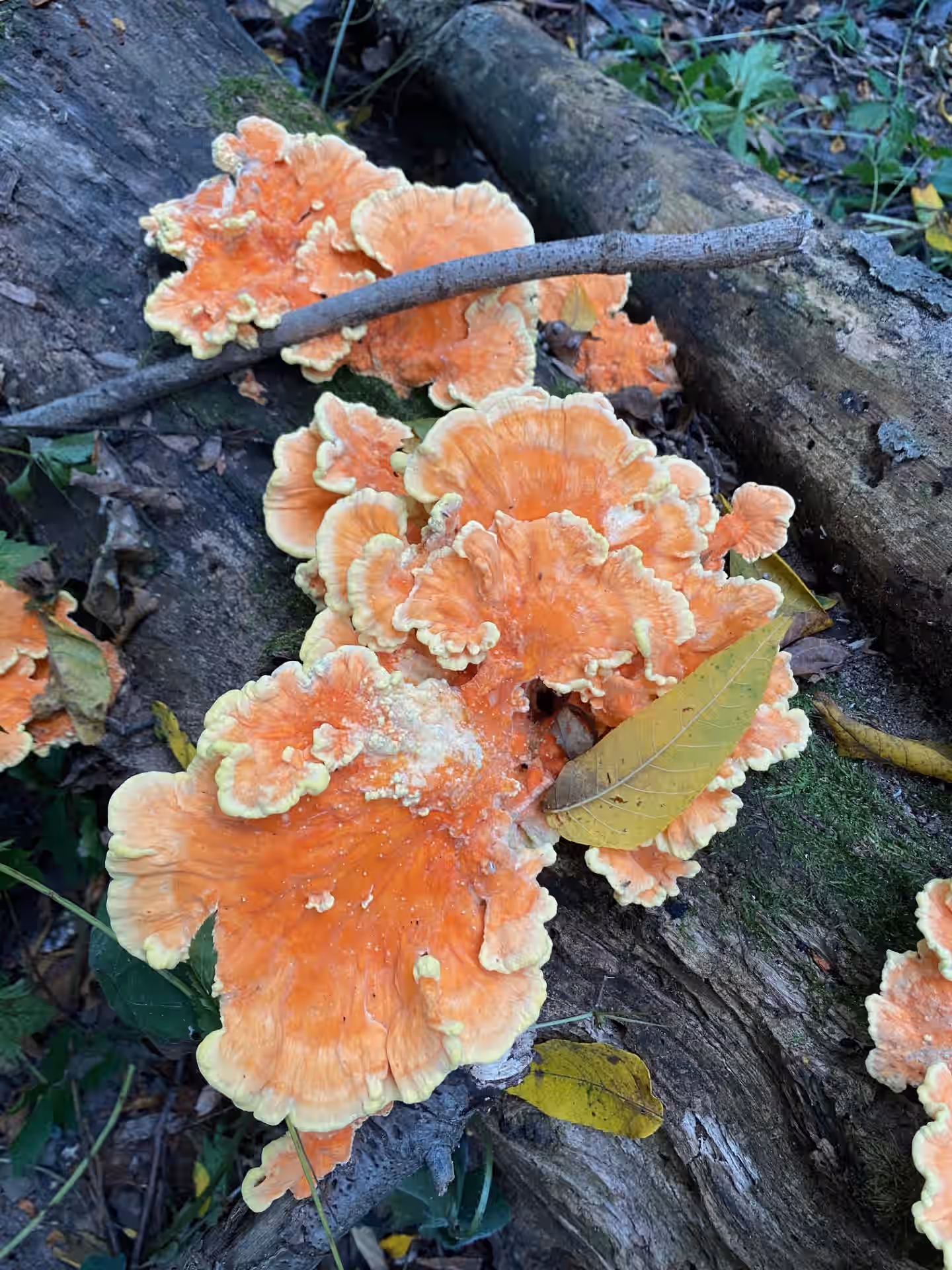 (Laetiporus sulphureus) Chicken of the Woods 1oz. 4 (Laetiporus sulphureus) Chicken of the Woods 1oz.