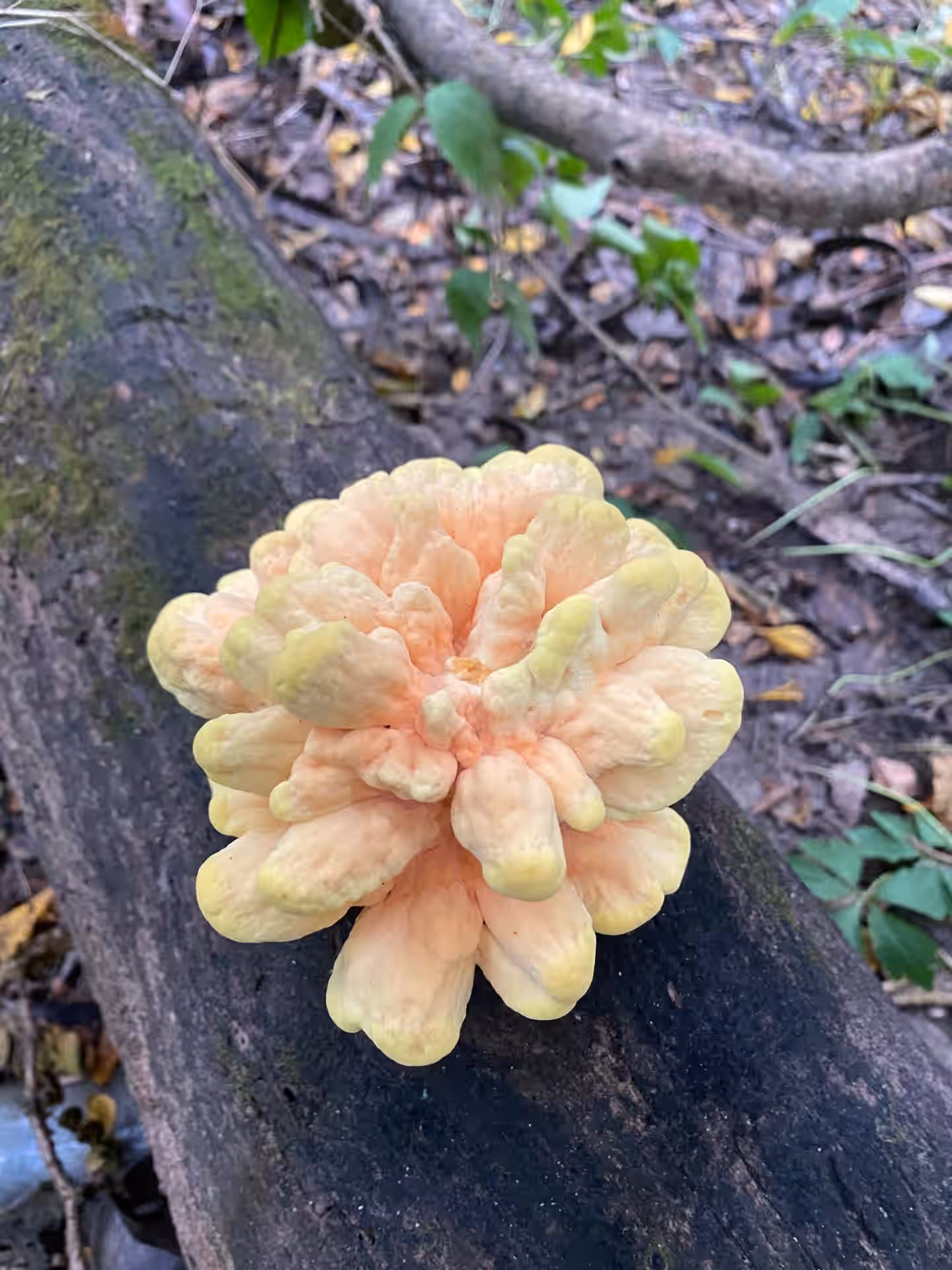 (Laetiporus sulphureus) Chicken of the Woods 1oz. 5 (Laetiporus sulphureus) Chicken of the Woods 1oz.