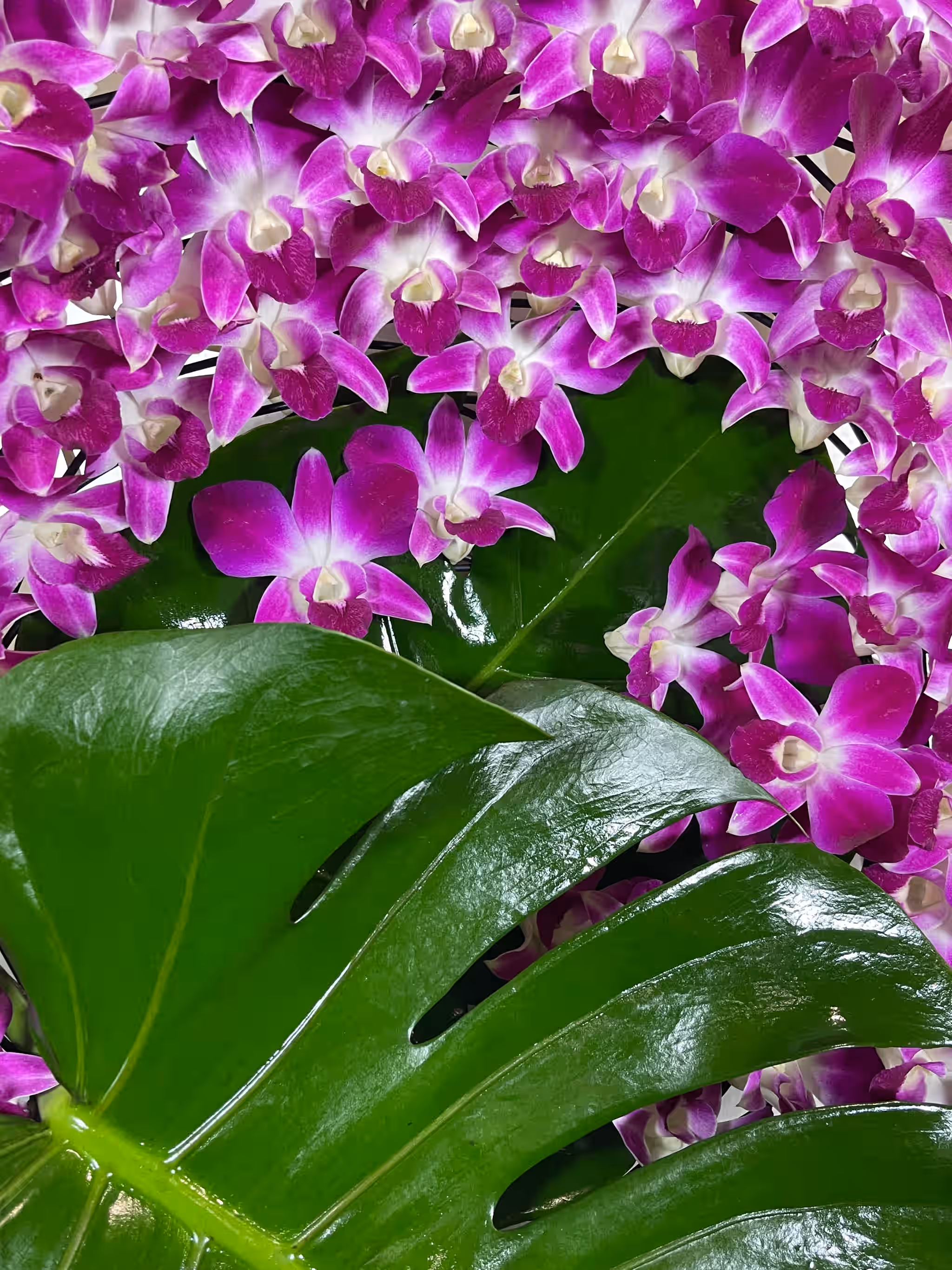 Purple Dendrobium Fresh Cut Orchids 50 Count pack for Lei and Food Decorations (Red Sonia)