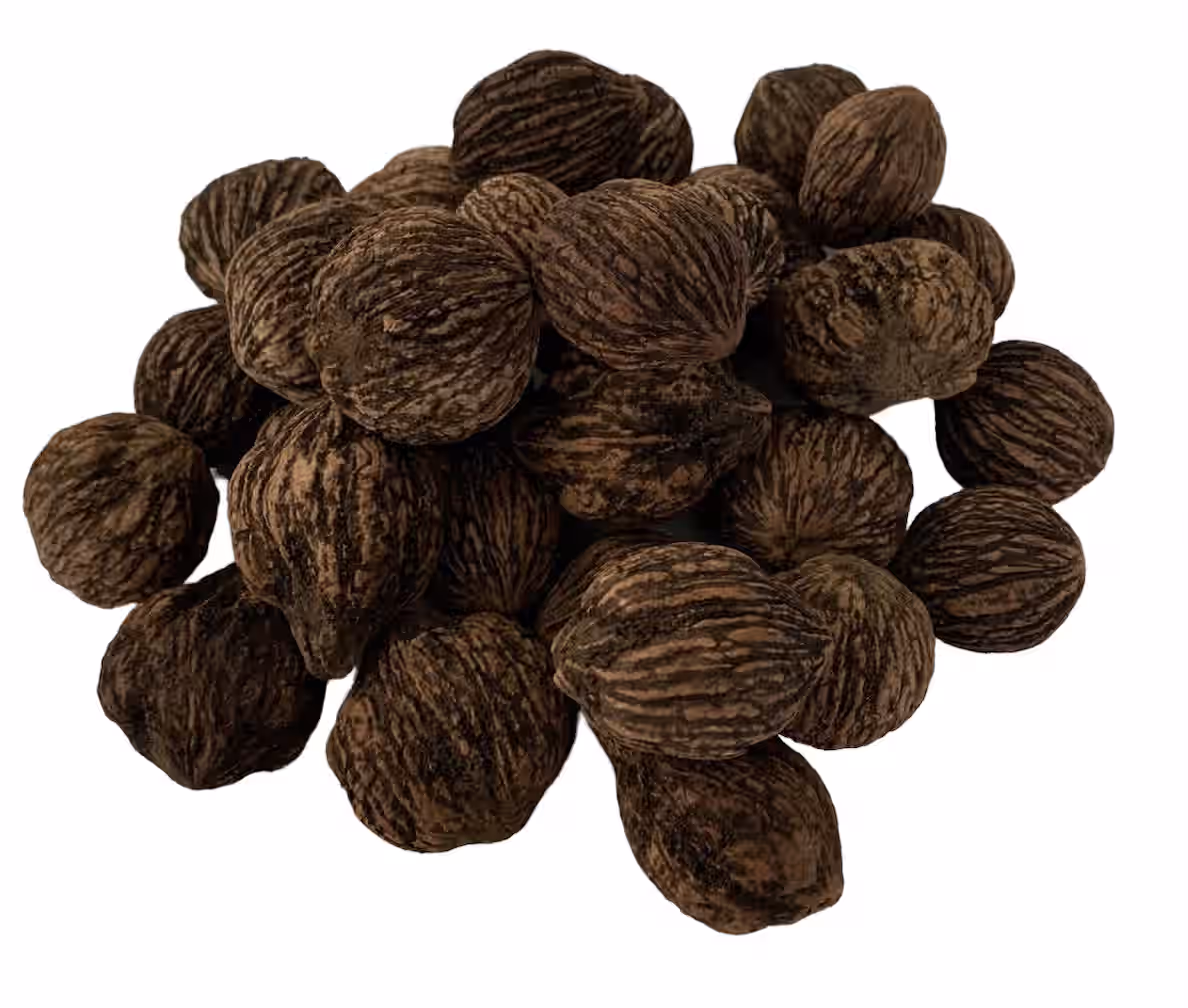 In-Shell Eastern Black Walnuts Wild Foraged 1 Pound