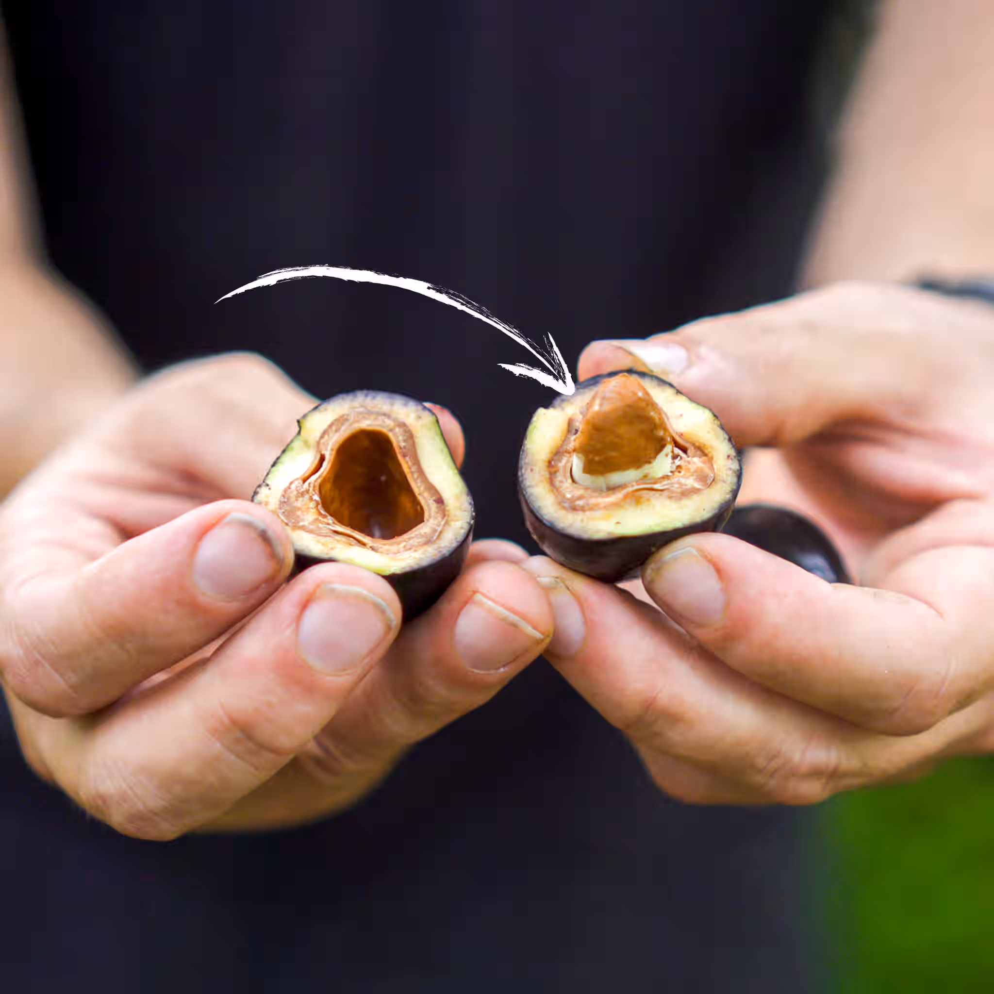 Pili Hunters‚Ñ¢ Unsalted (Plain) Pili Nuts
