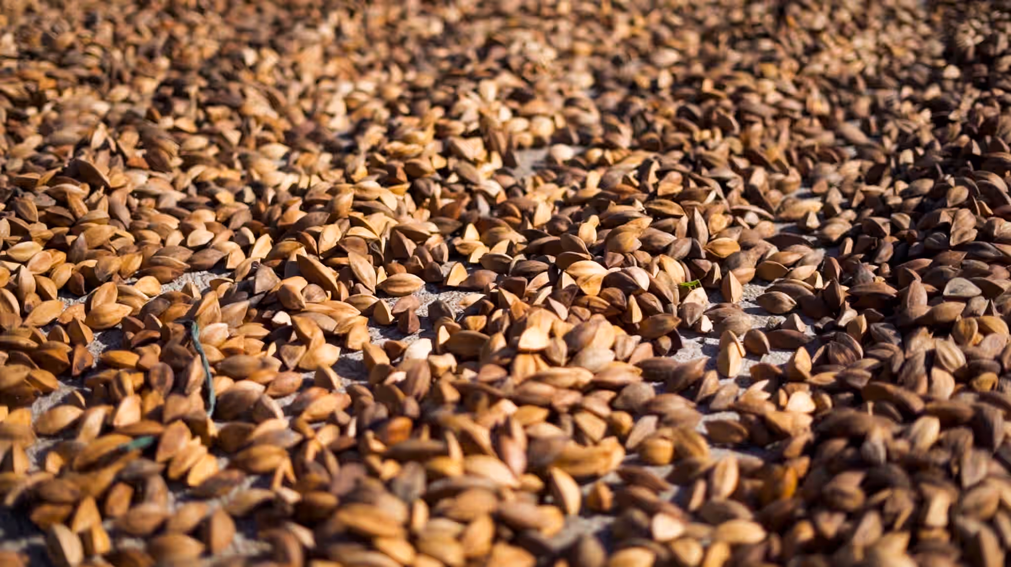 Pili Hunters‚Ñ¢ Unsalted (Plain) Pili Nuts