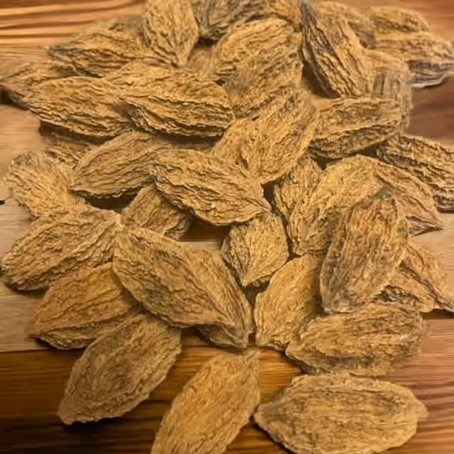1 Pound Wild Foraged Butternuts in Shell | Juglans cinerea | White Walnut 2023 Harvest