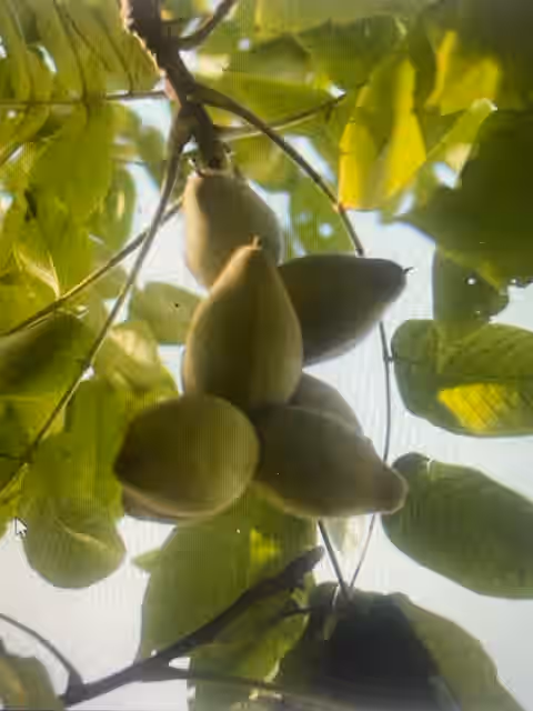1 Pound Wild Foraged Butternuts in Shell | Juglans cinerea | White Walnut 2023 Harvest