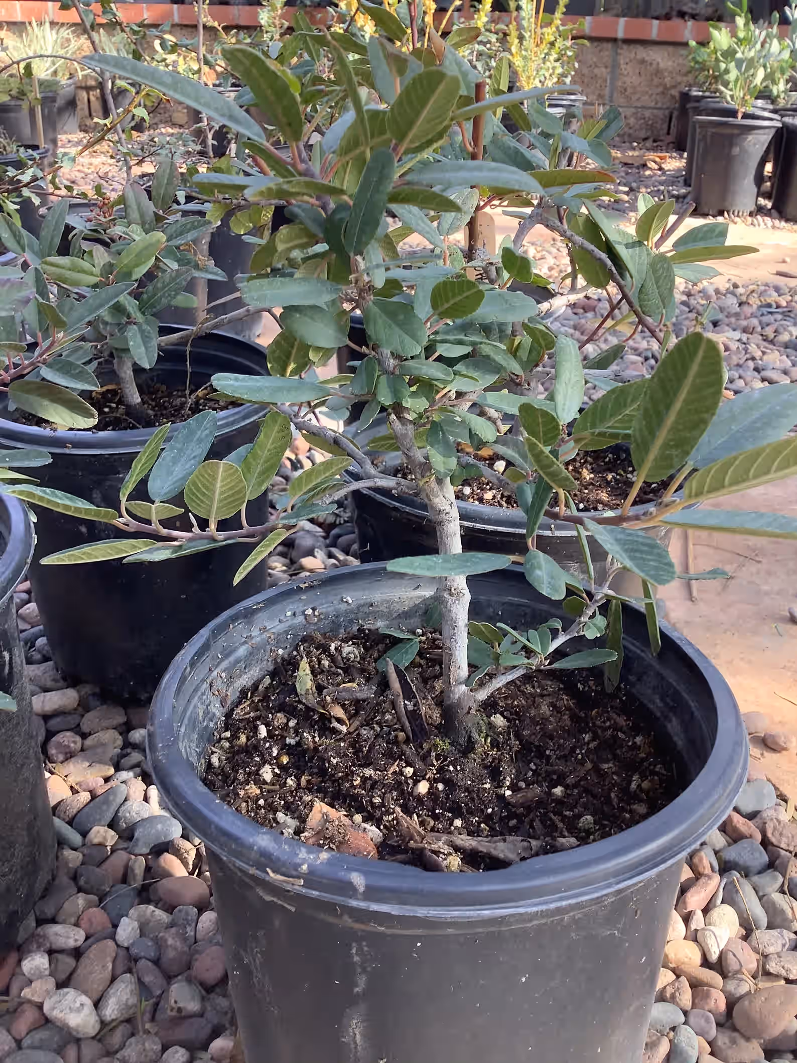 Coffeeberry Plant- Rhamnus californica