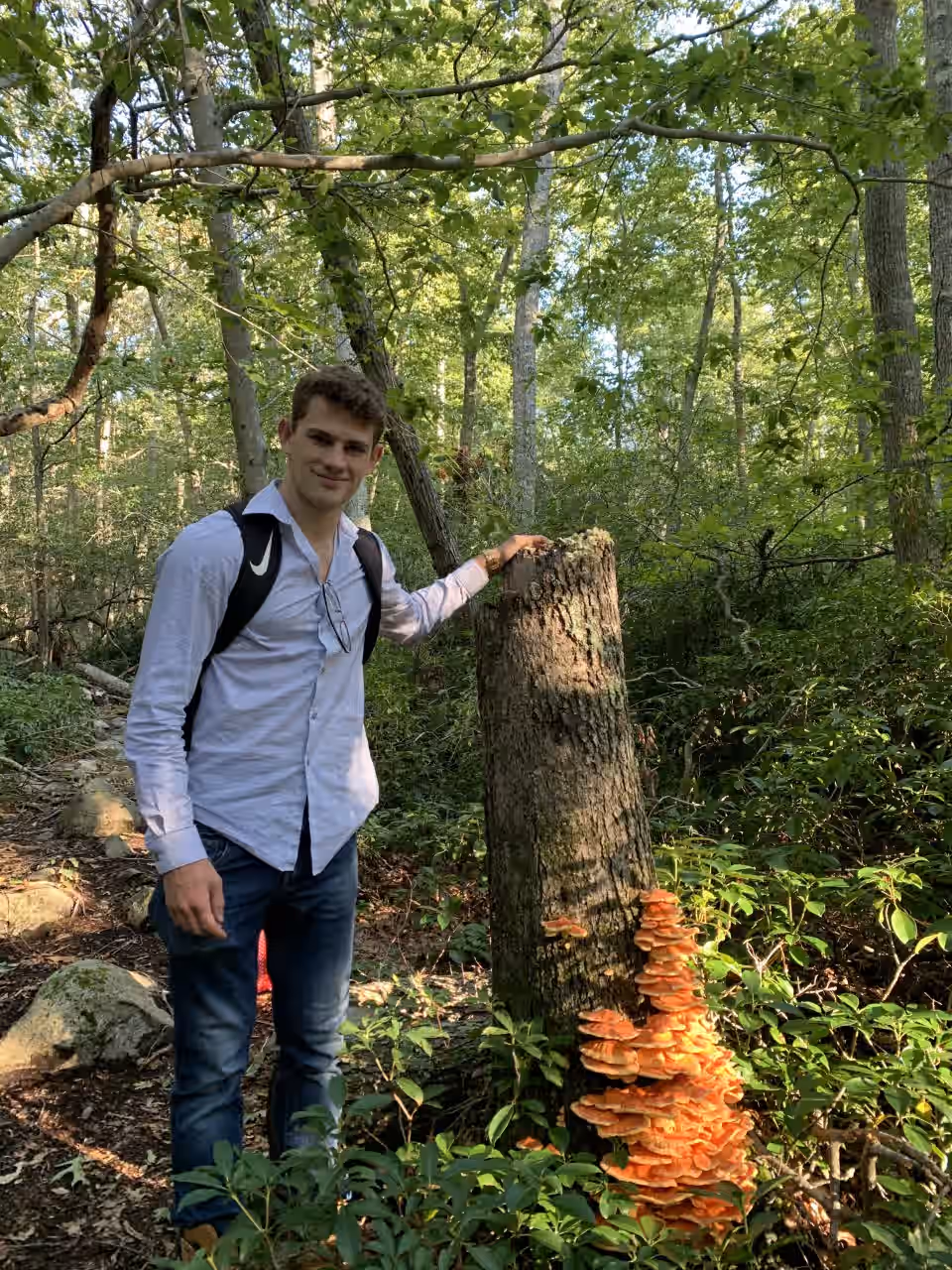 GRADE-A Chicken of the Woods