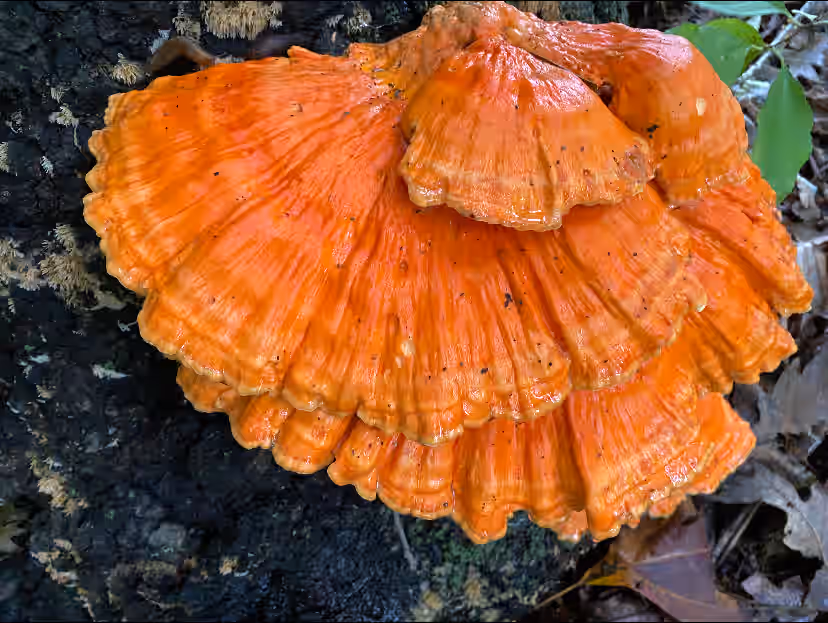 GRADE-A Chicken of the Woods