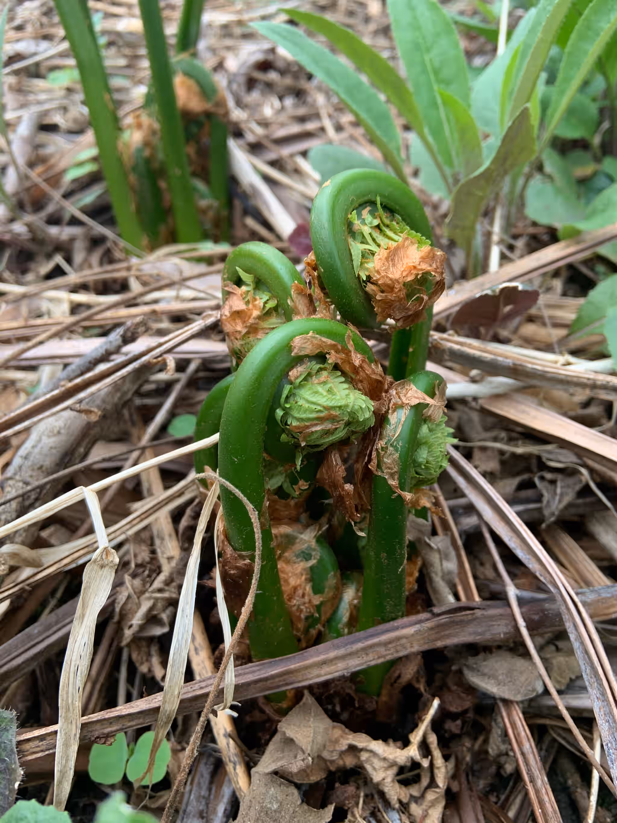 Pickled Fiddleheads