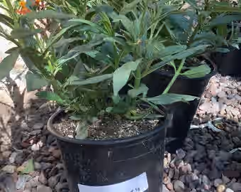 Red Butterfly Milkweed Asclepias curassavica 'Red Butterfly' Plant