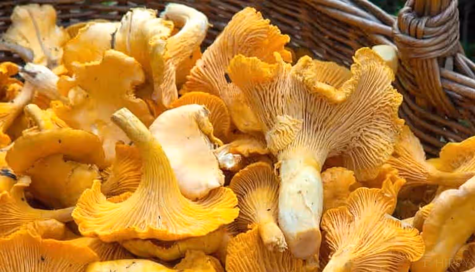 Fresh Illinois Chanterelles 1oz