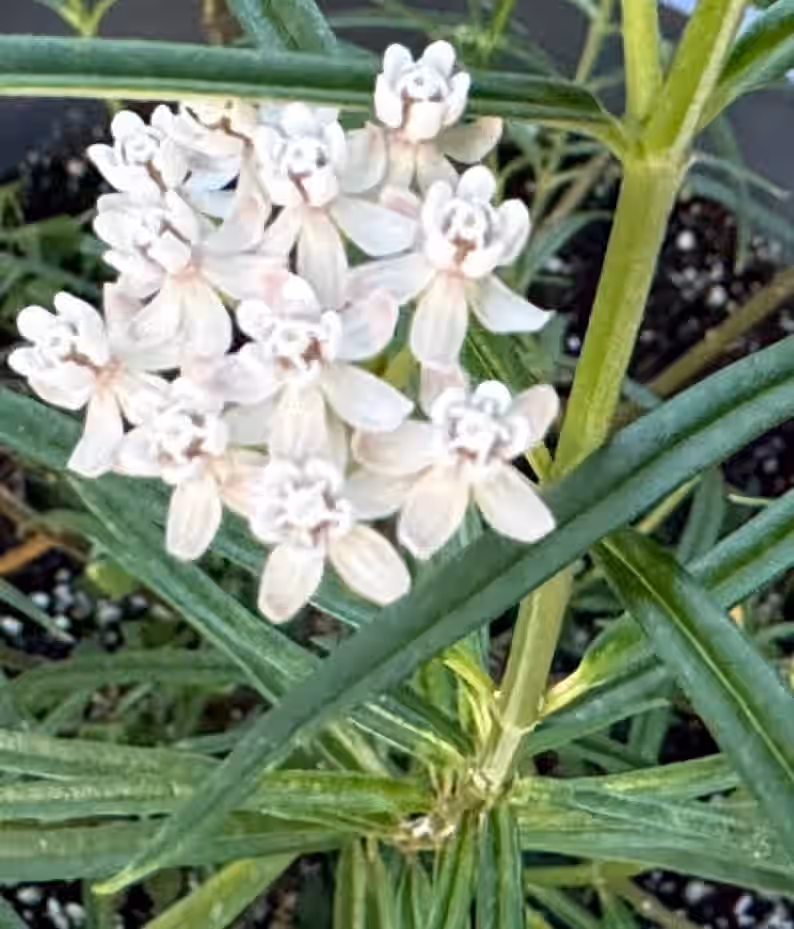 Arizona Milkweed Butterfly Asclepias angustifolia Premium Seed Packet Monarch