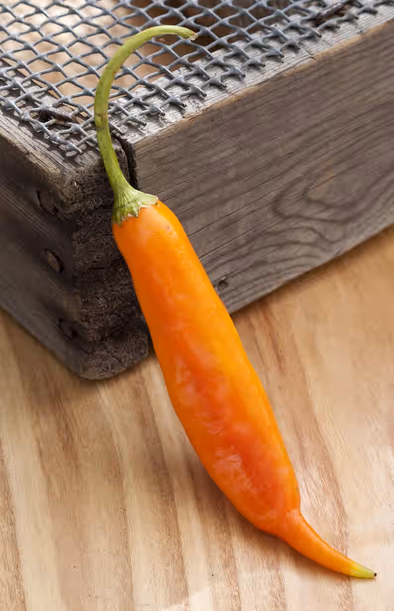 Aji Amarillo Chile Rojo Heirloom Pepper Premium Seed Packet