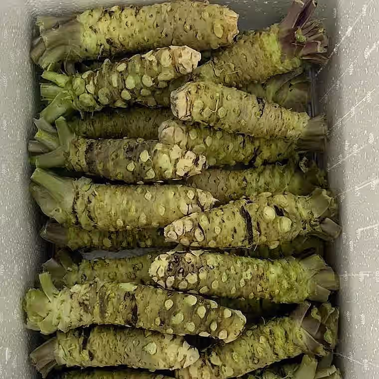 Authentic Wasabi root - FRESH