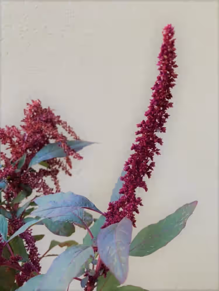 Mayo Indian Amaranth Non GMO Heirloom Live Plant