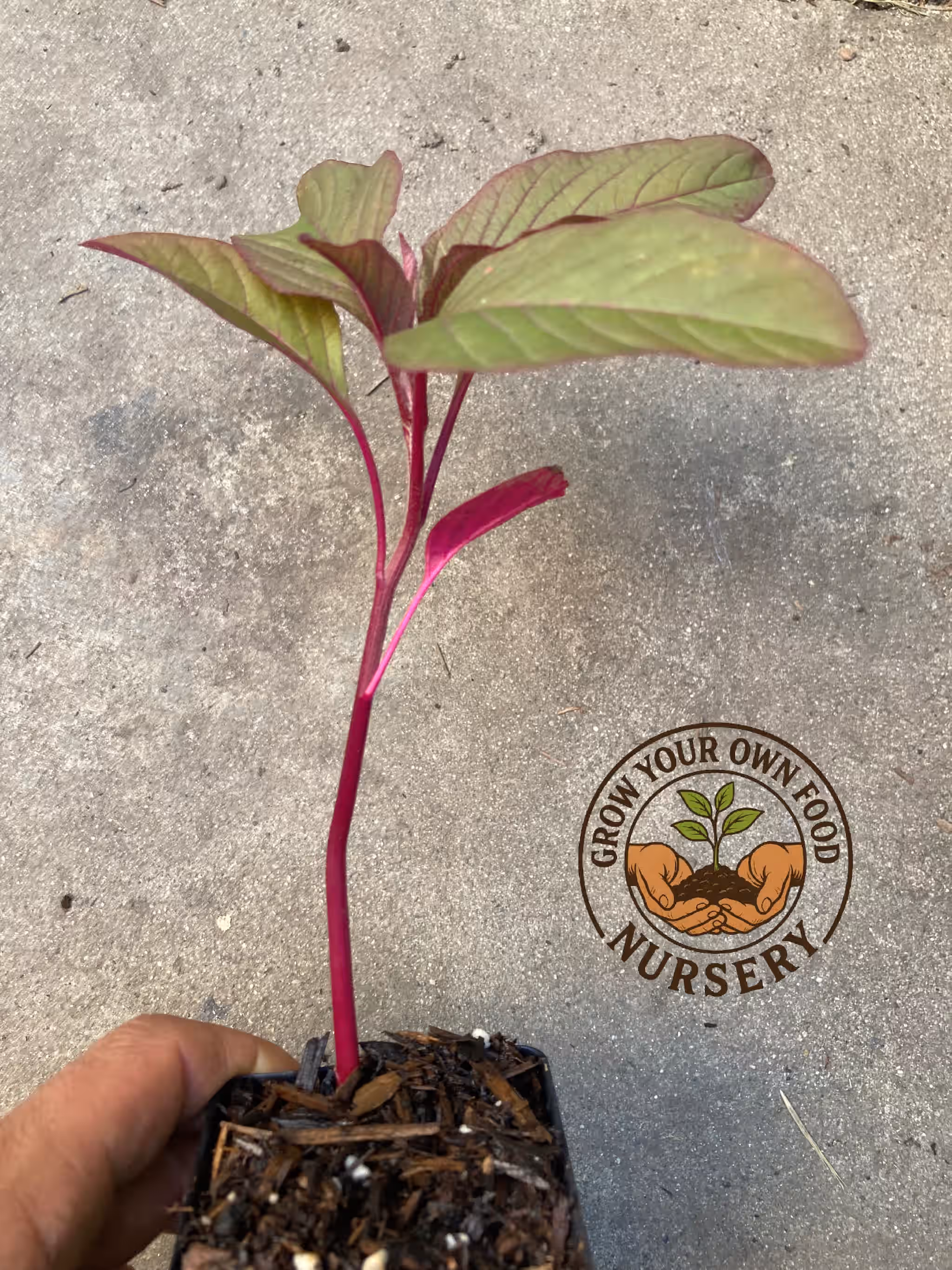 Mayo Indian Amaranth Non GMO Heirloom Live Plant
