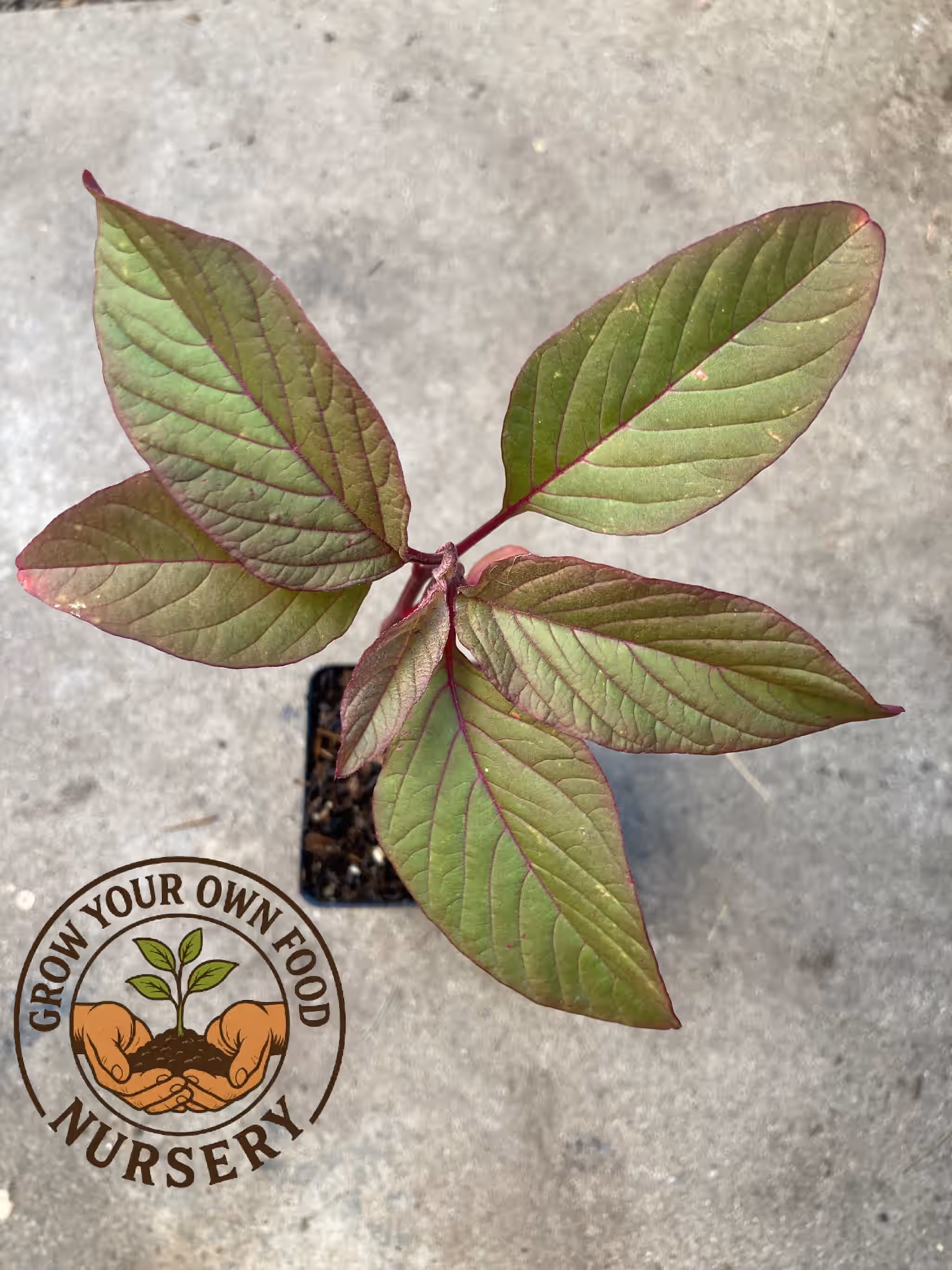 Mayo Indian Amaranth Non GMO Heirloom Live Plant