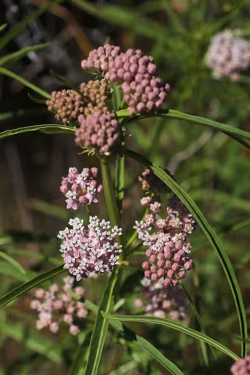 Narrowleaf Milkweed Butterfly Asclepias fascicularis Premium Seed Packet Monarch