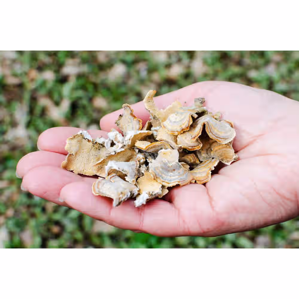 Organic Turkey Tail Mushroom Tincture 3 Organic Turkey Tail Mushroom Tincture