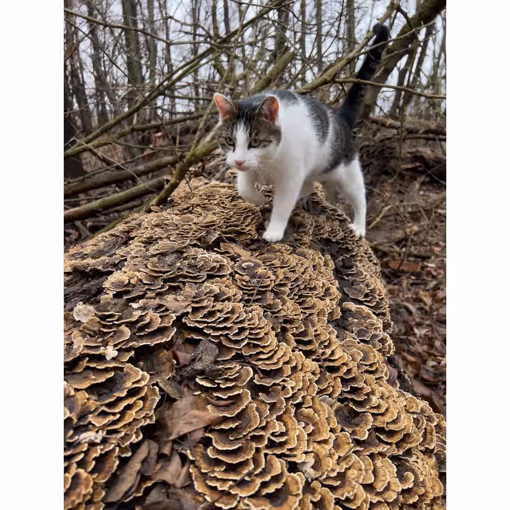 Organic Turkey Tail Mushroom Tincture 4 Organic Turkey Tail Mushroom Tincture