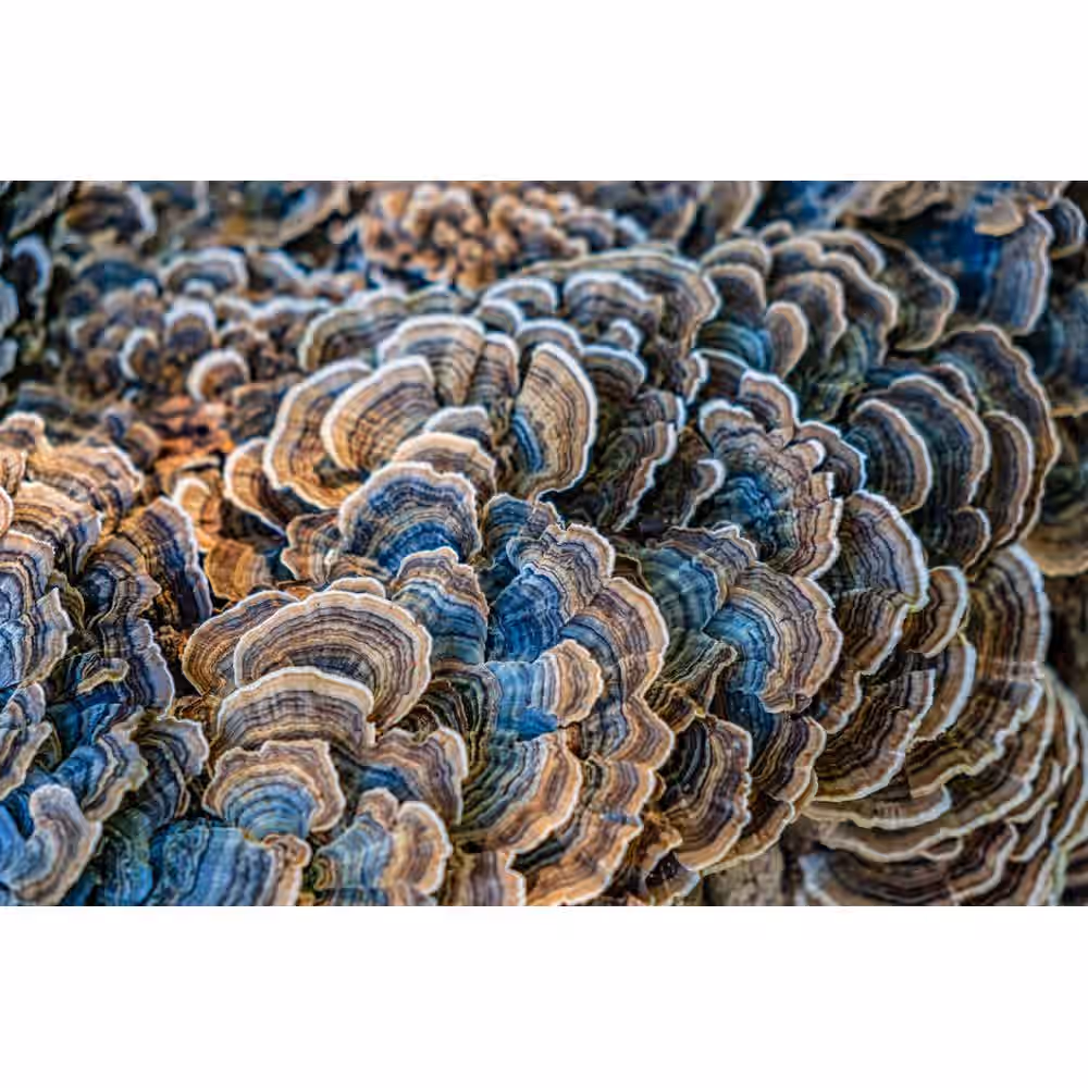 Organic Turkey Tail Mushroom Tincture 6 Organic Turkey Tail Mushroom Tincture