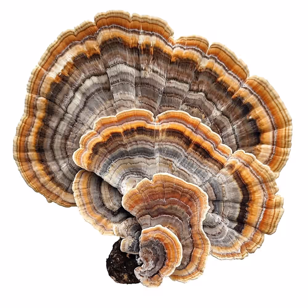 Organic Turkey Tail Mushroom Tincture 7 Organic Turkey Tail Mushroom Tincture