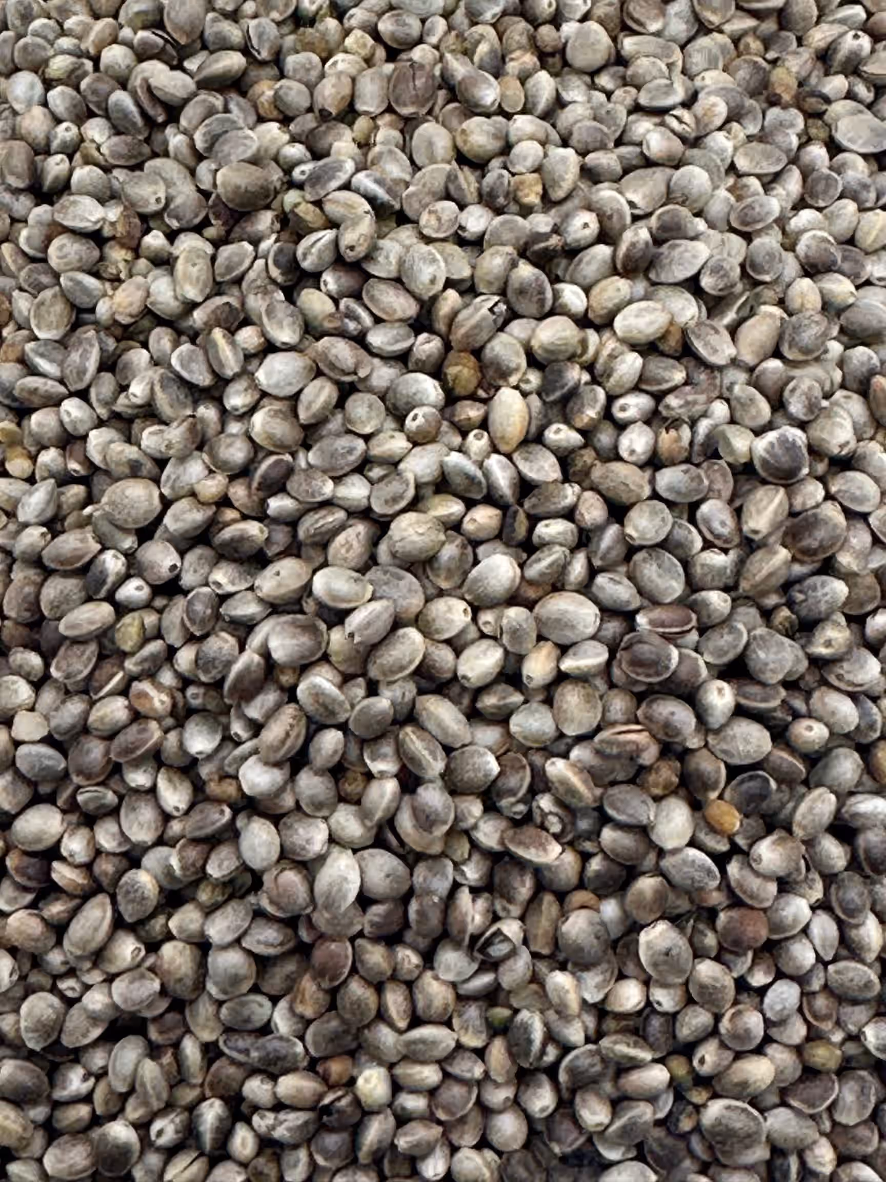 Roasted Hemp Seeds - Unsalted