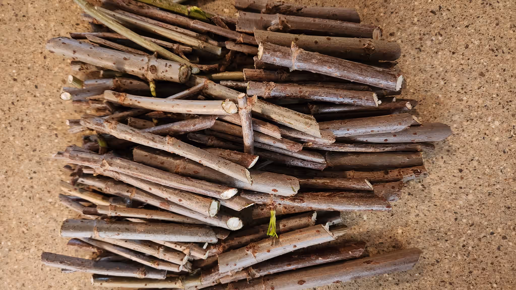 Bulk Wild Florida Elderberry Cuttings