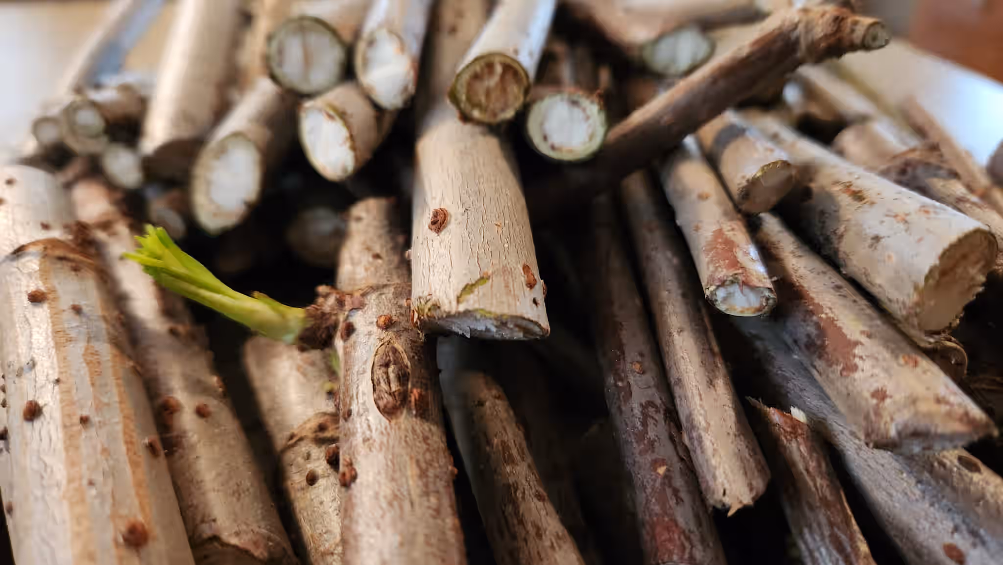 Bulk Wild Florida Elderberry Cuttings