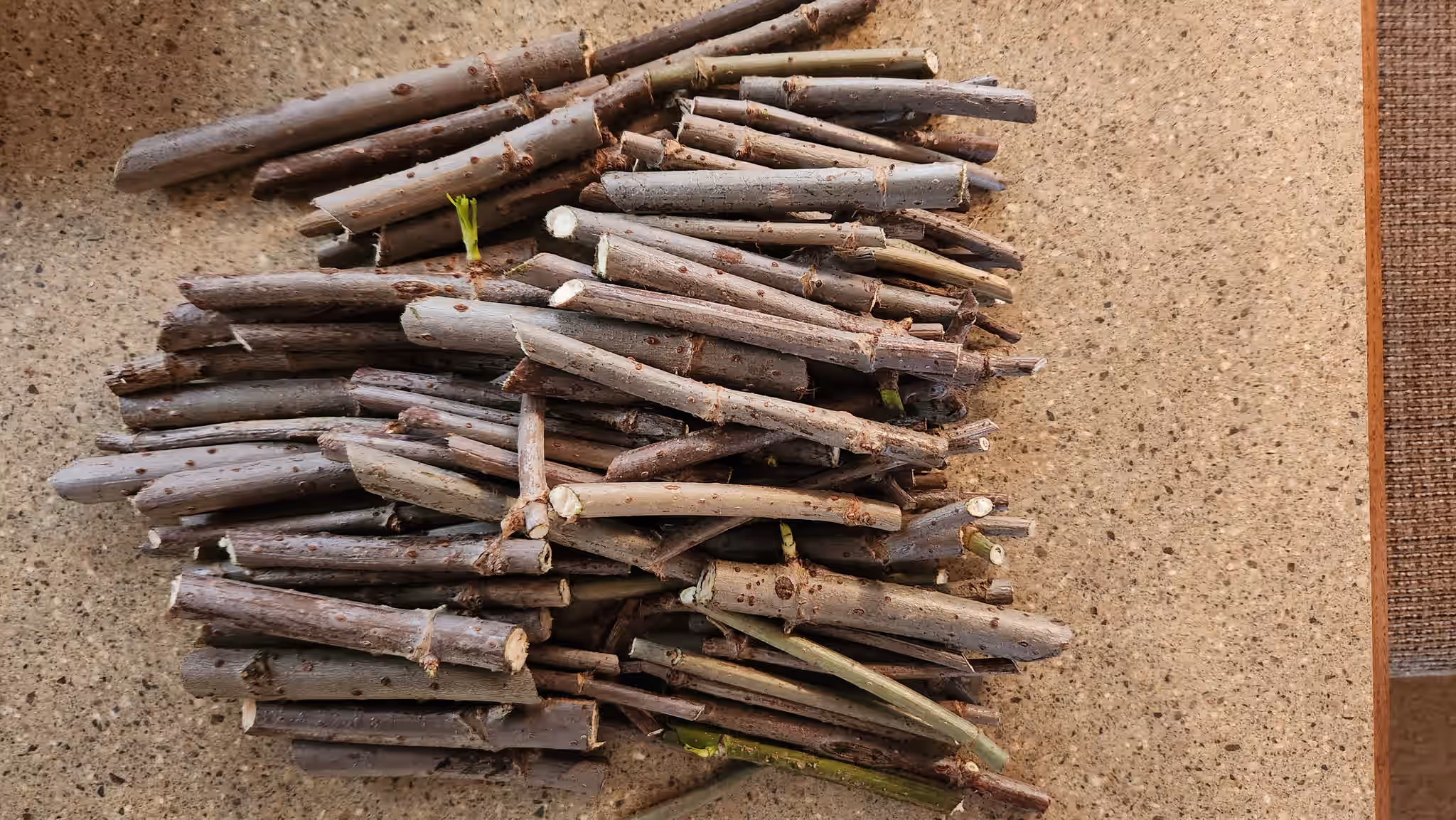 Bulk Wild Florida Elderberry Cuttings