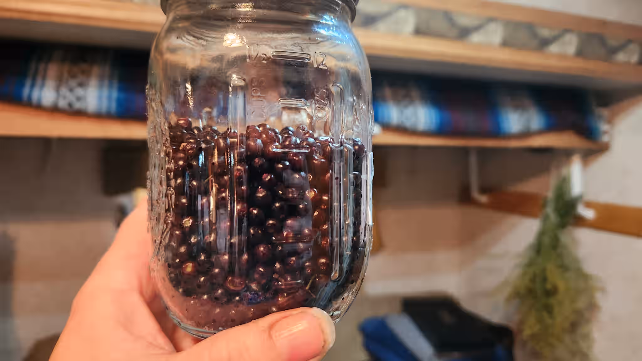 Bulk Wild Florida Elderberry Cuttings