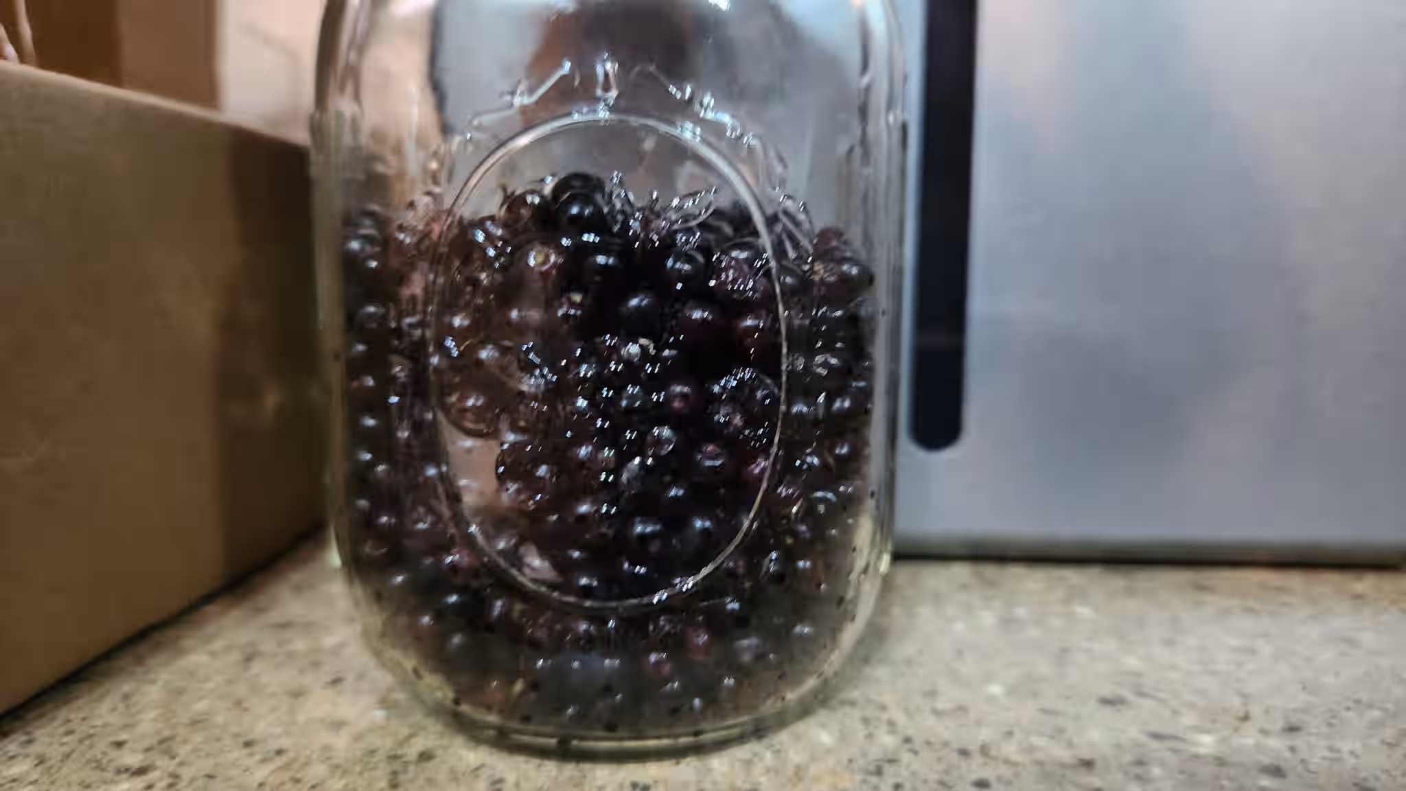 Bulk Wild Florida Elderberry Cuttings