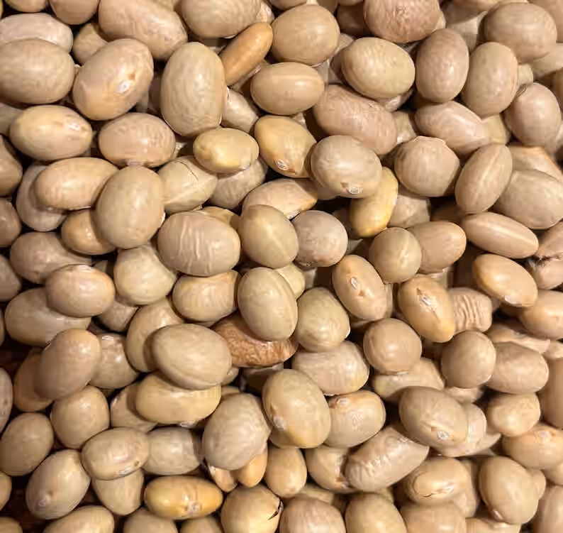 Mayocoba Frijoles Canarios Bean Heirloom Seed Packet