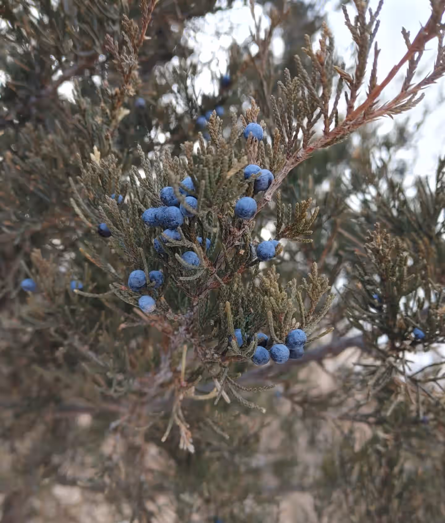 Juniper Berries (Dried 1oz)