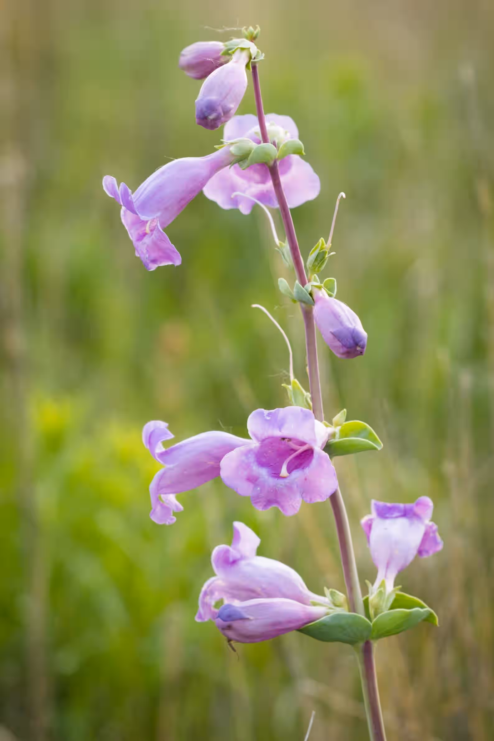 Showy Beardtongue Penstemon cobaea Meadow Wildflowers Premium Seeds for Planting
