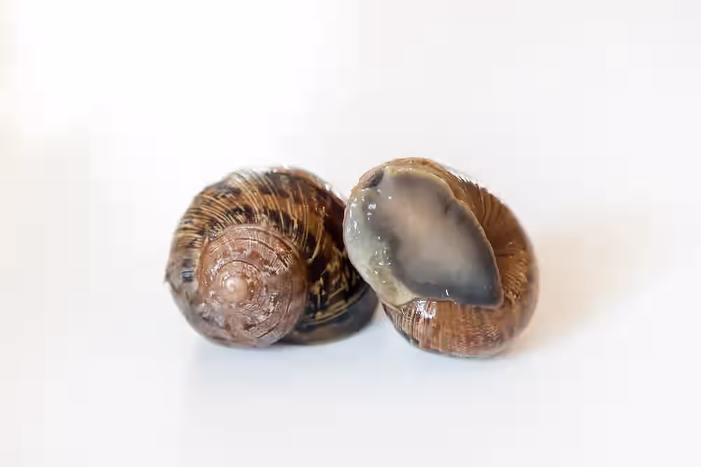 Escargot In Shell - 10 Dozen (120 pcs) - Fresh - SHIPS TUESDAY FOR WEDNESDAY DELIVERY