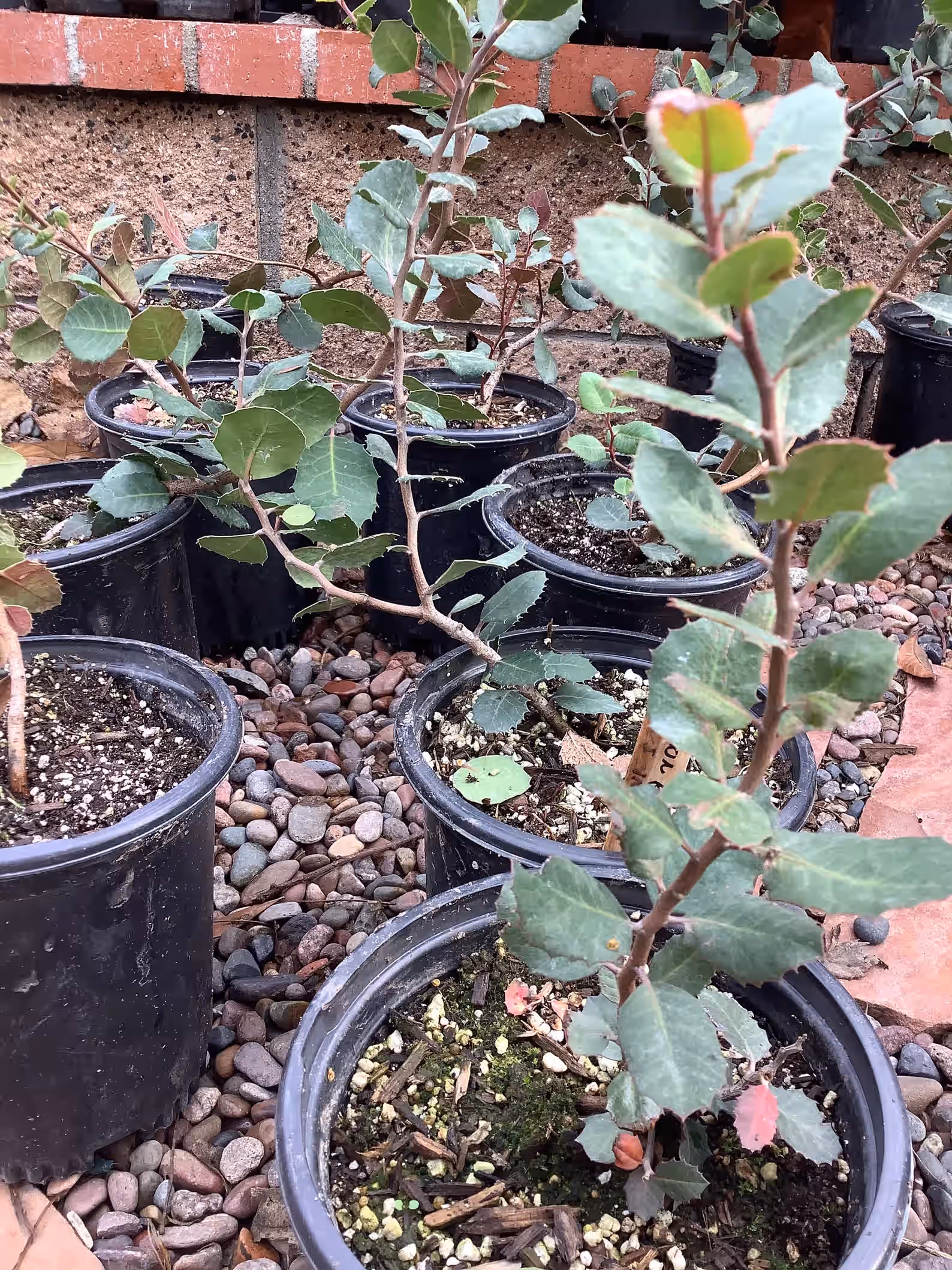 Lemonade Berry Rhus integrifolia Plant