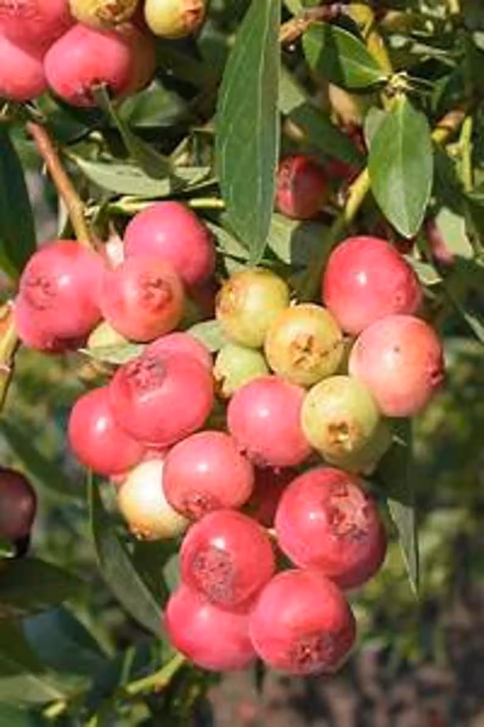 Lemonade Berry Rhus integrifolia Plant
