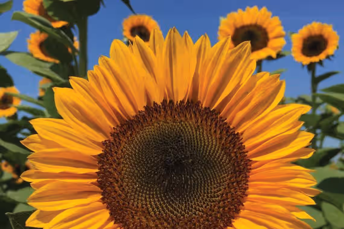 Procut Orange Excel Sunflower Autumn Cut Flowers Premium Seed Packet