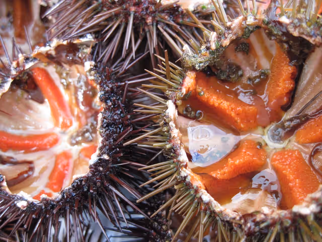 Uni - Sea Urchin