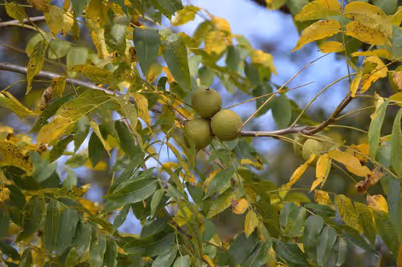 2025 one pound Wild Foraged Pennsylvania Black Walnuts in Shell Cleaned