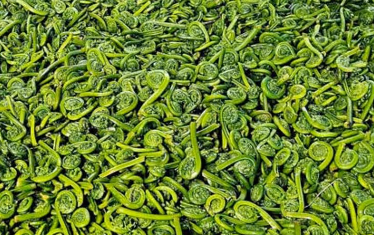 wild maine fiddlehead ferns