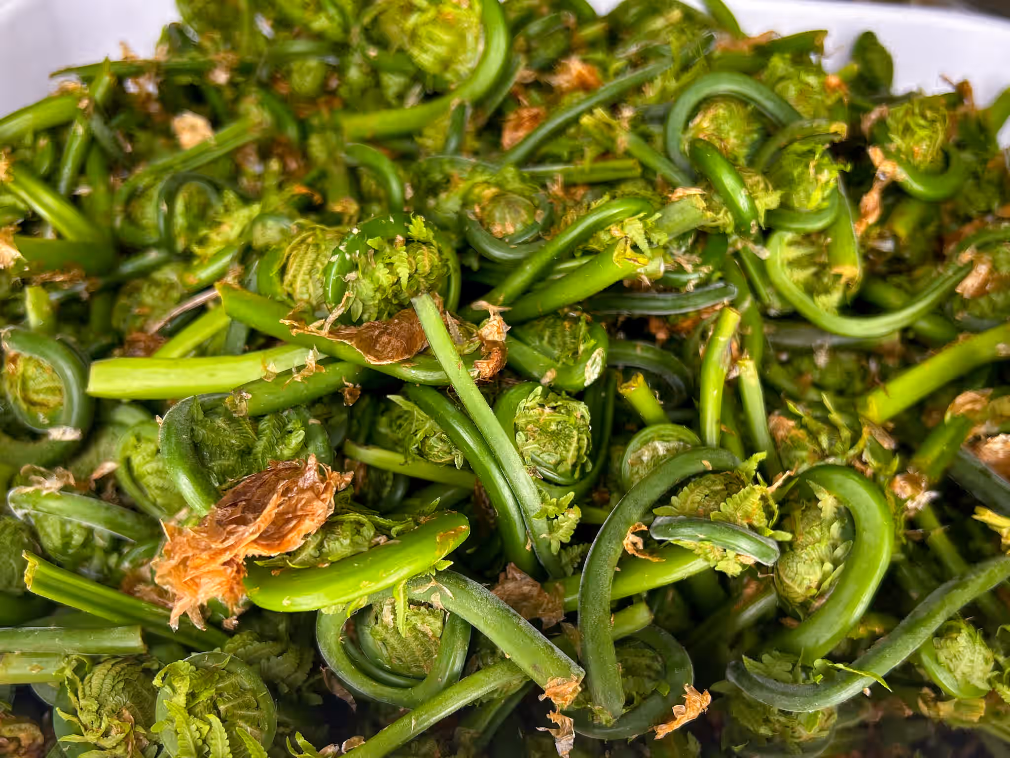 Fresh, Sustainably Foraged Wild Fiddleheads – Ostrich Ferns – 1 pound – Saratoga County, New York