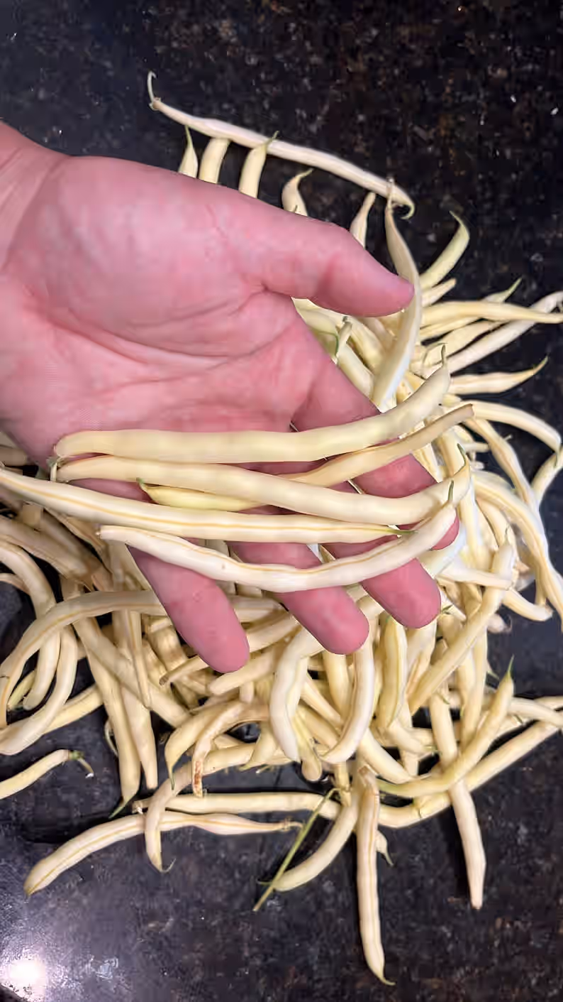 Heirloom Golden Yellow Wax Bean Premium Seed Packet