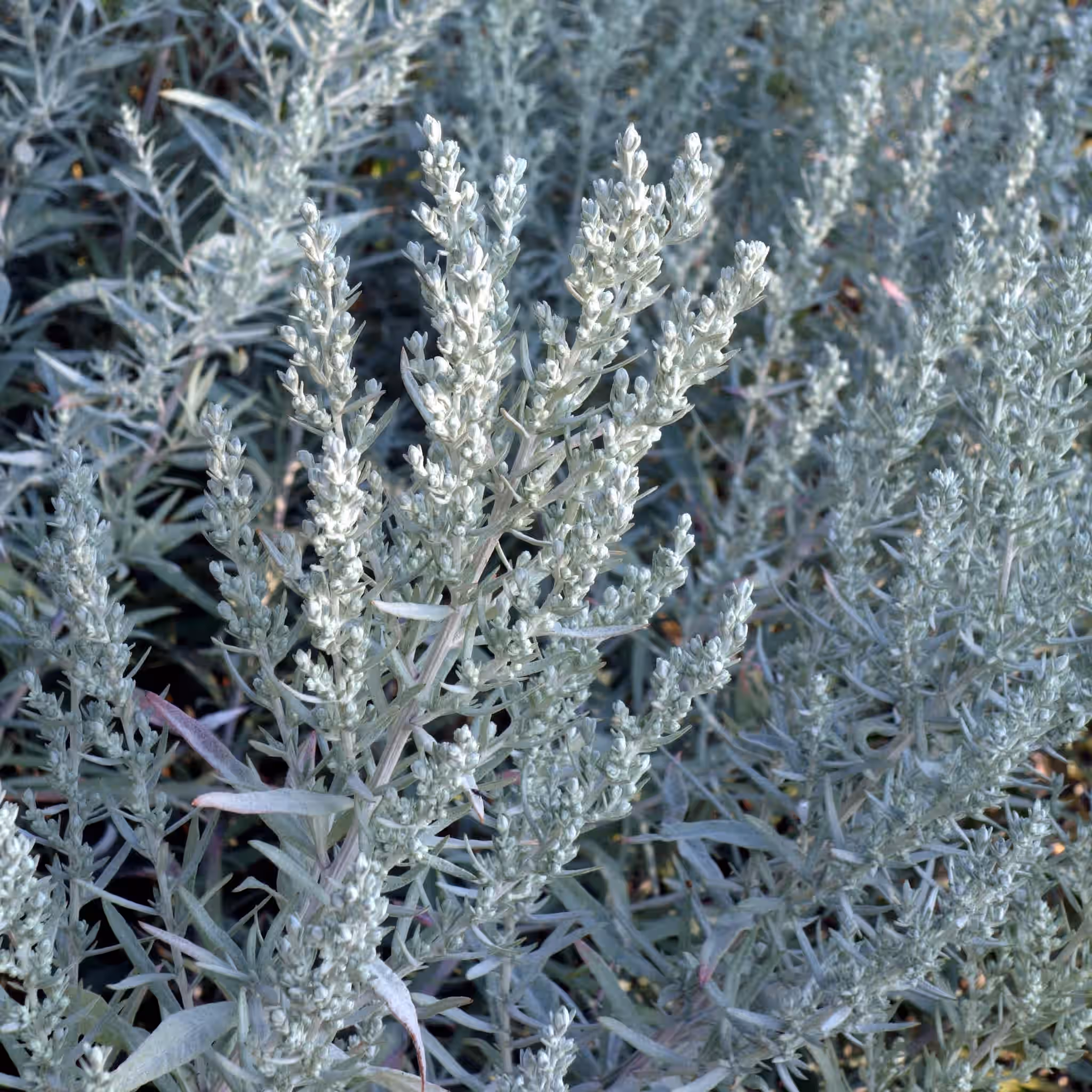 Artemisia Ludoviciana Loose Leaf White Sage