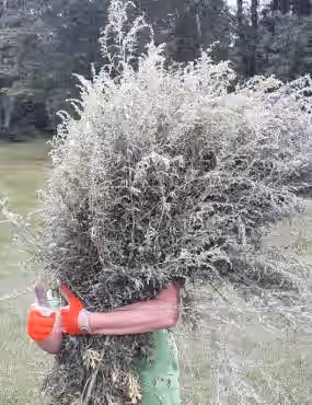 Artemisia Ludoviciana Loose Leaf White Sage