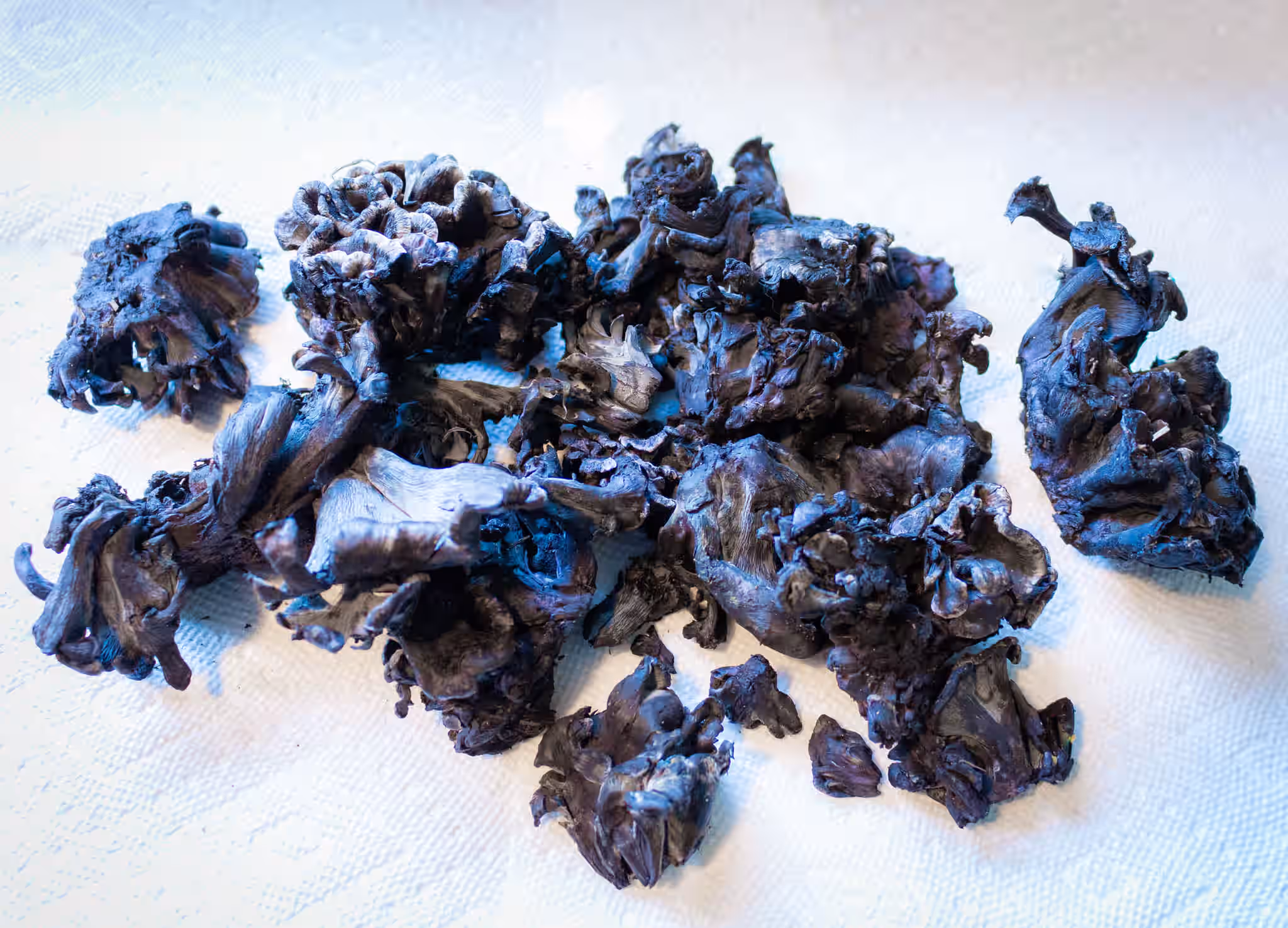 Fresh Wild Blue Chanterelles RARE