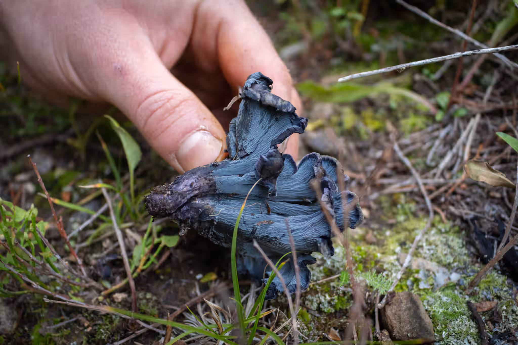 Fresh Wild Blue Chanterelles RARE
