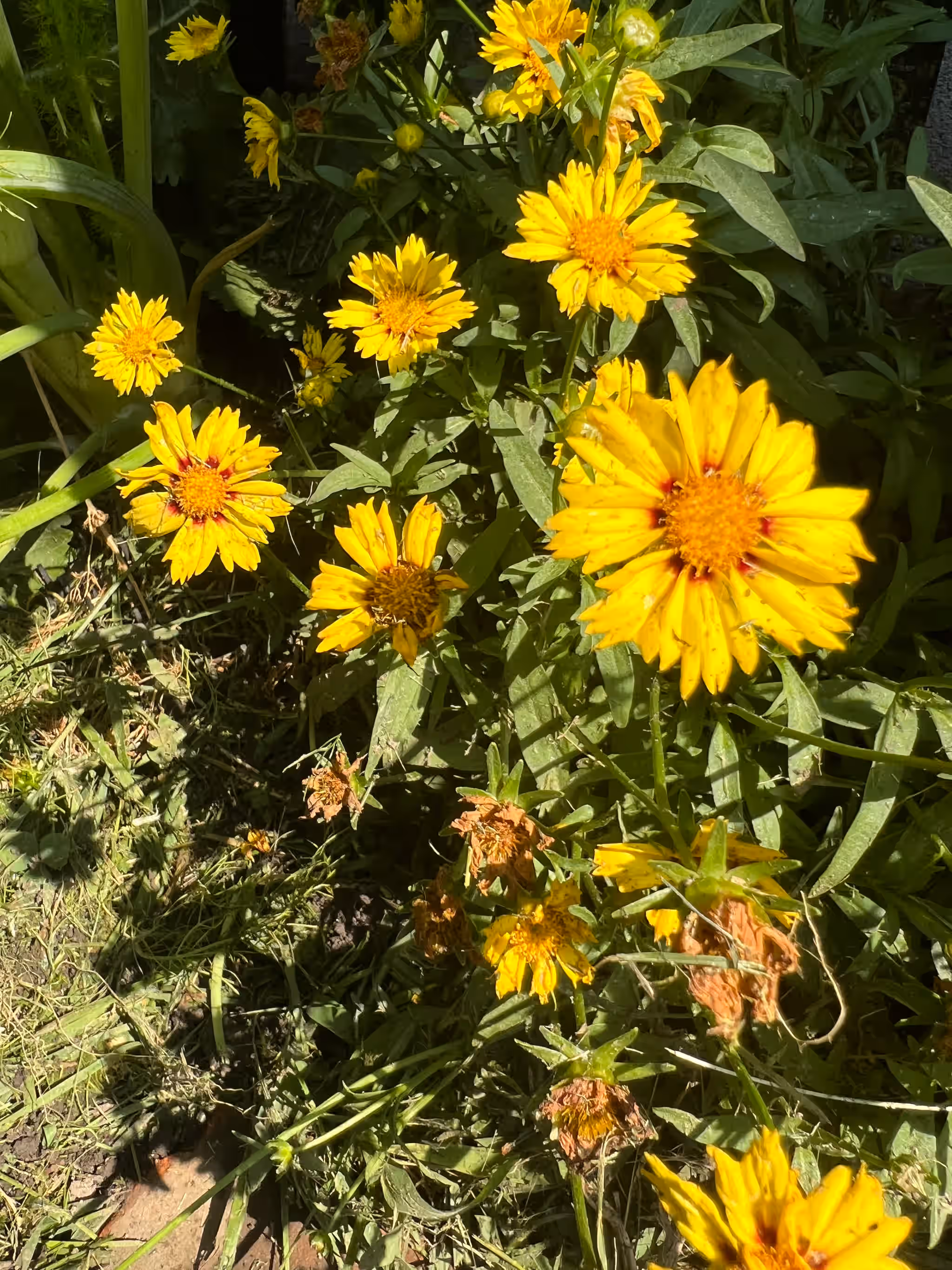 Coreopsis - Lanceleaf Tickseed - Fresh*