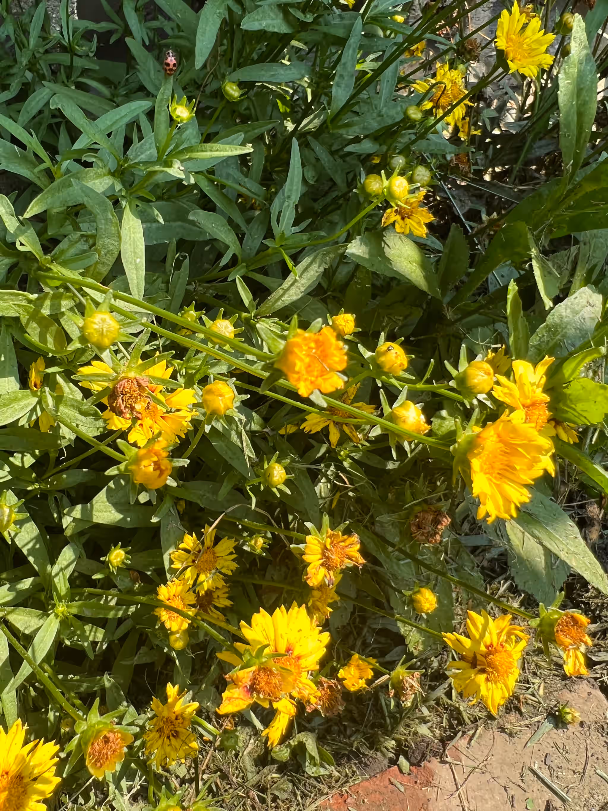 Coreopsis - Lanceleaf Tickseed - Fresh*