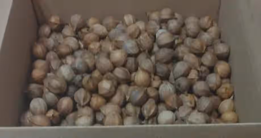 Shagbark Hickory Nuts